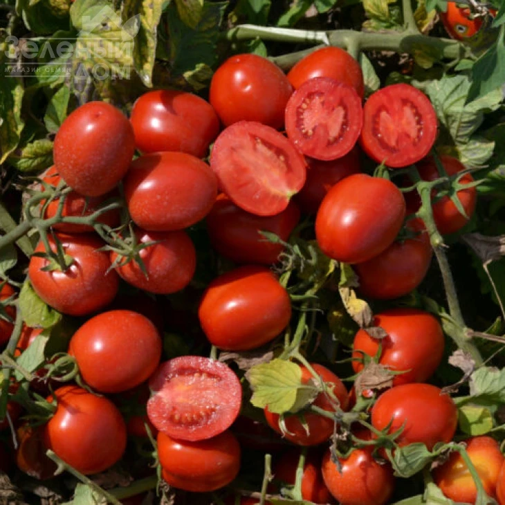 1015 F1 / 1015 F1, 100 дней фото 3