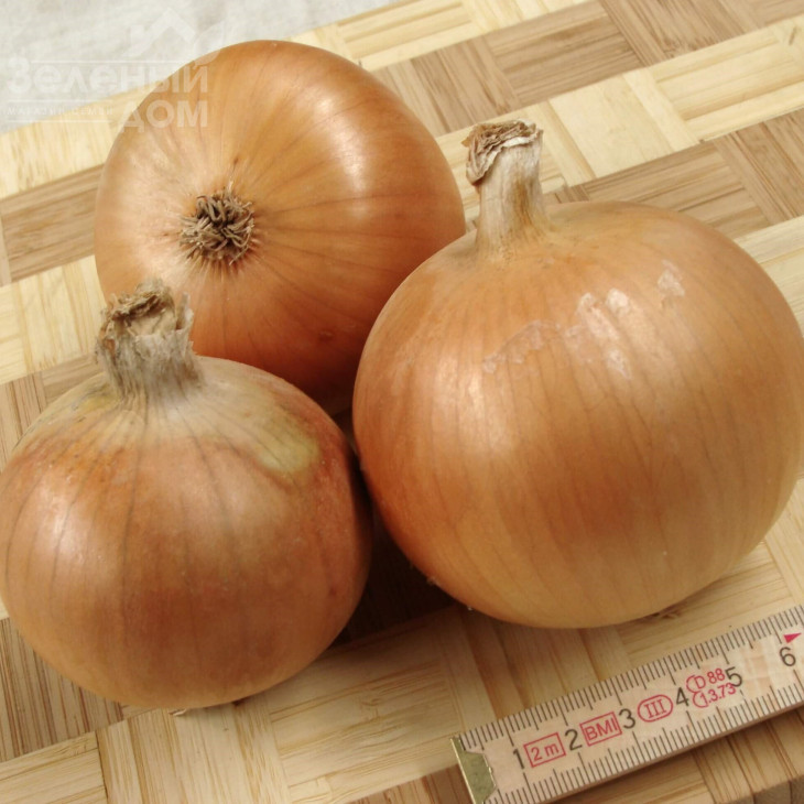 Болеро F1 / Bolero F1, 123-128 днів фото 1