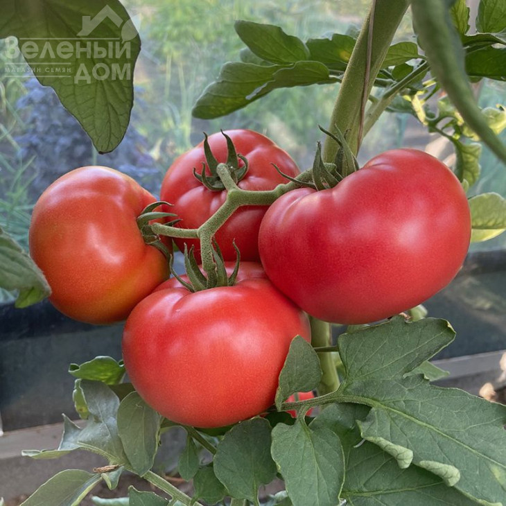 Фаєр F1 / Fire F1,95 днів фото 4