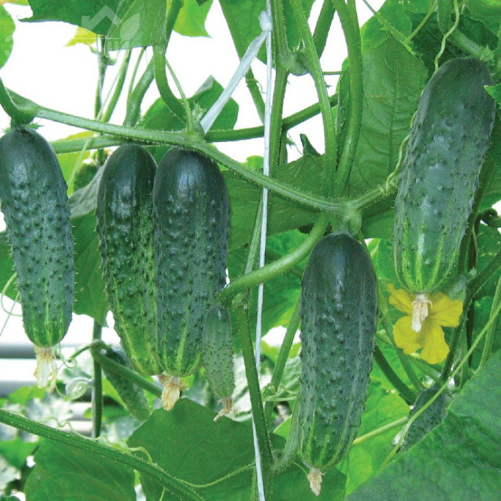 Афіна F1 / Afina F1,38-40 днів фото 1