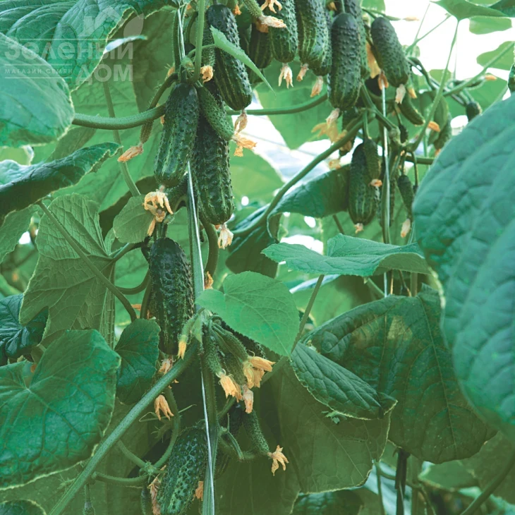 Эколь F1 / Ekol F1,40-42 дня фото 1