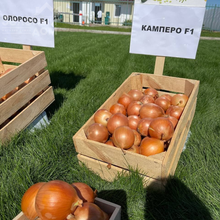 Камперо F1 / Campero F1,100-105 днів фото 1