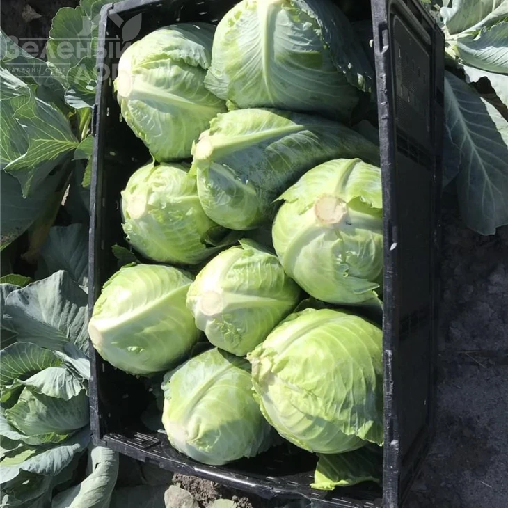 Ботран F1 / Botran F1,83 дня фото 2