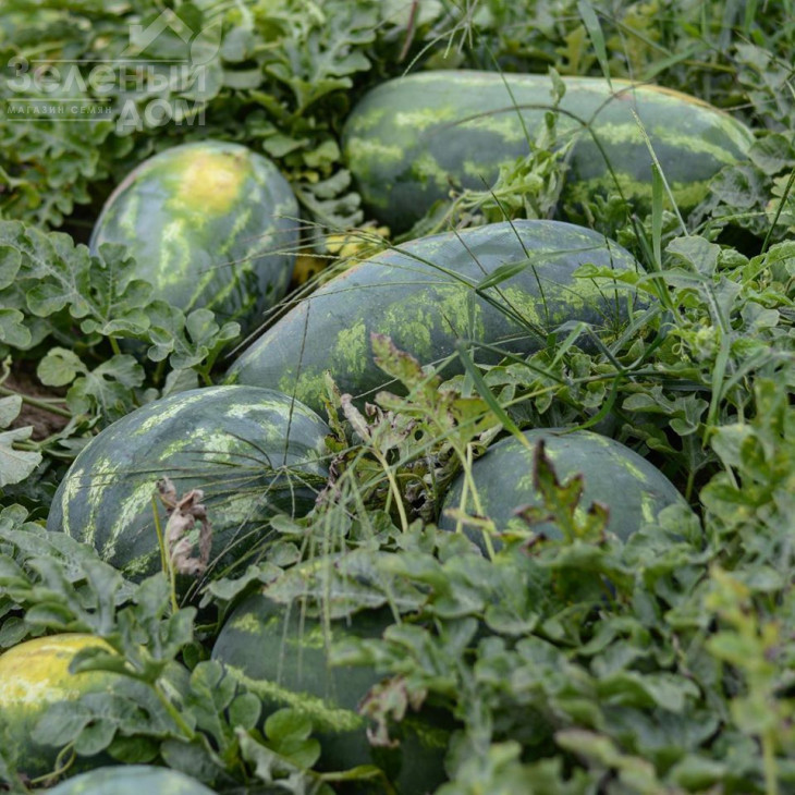 Юммі F1 / Yummi F1,68-70 днів фото 3