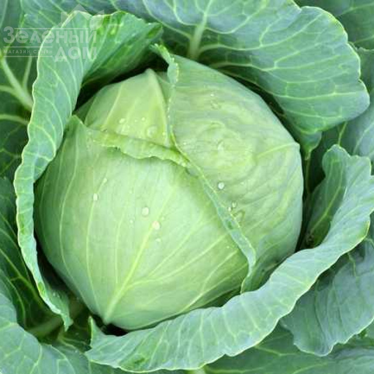 Амагер / Amager фото 1