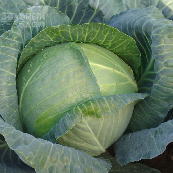 Мадісон F1 / Madison F1,115-120 днів фото 1