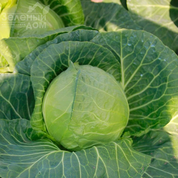 Беатрикс F1 / Beatriks F1 фото 1