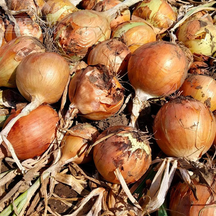 Даріка F1 (ЦРХ 2386) / Daryca F1 (CRX 2386), 93-95 днів фото 1