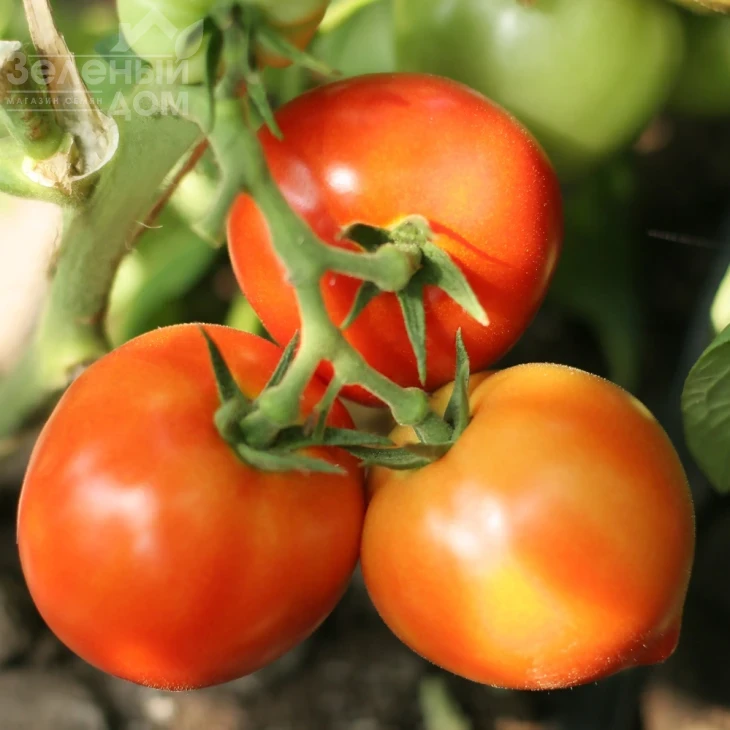 Барон F1 / Baron F1, 93-97 дней фото 1