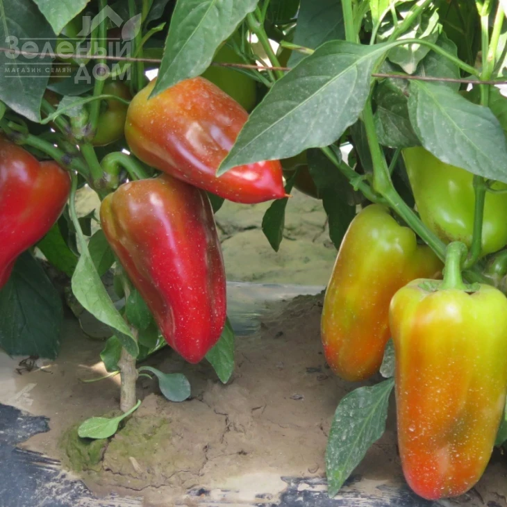 Сенатор F1 / Senator F1 фото 1