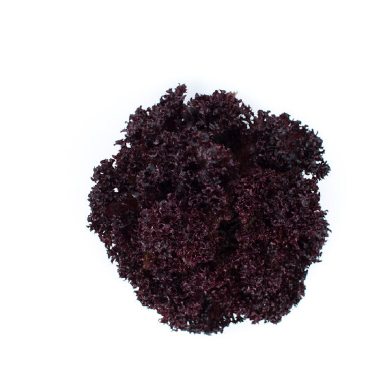 Сенсібель / Cencibel фото 3