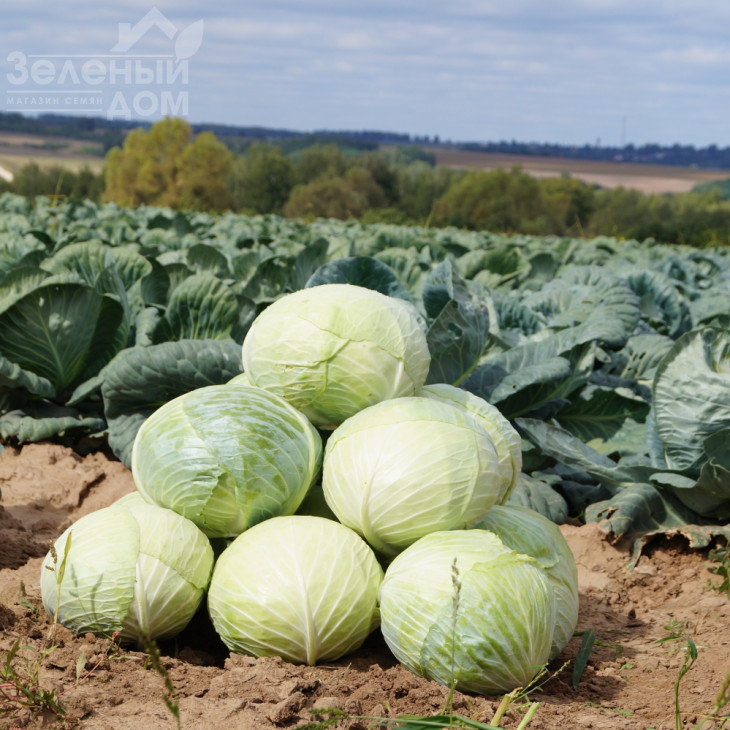 Ларсія F1 / Larsia F1 фото 1