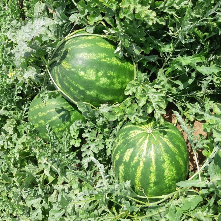 НУН 21613 F1 / НУН 21613 F1, 62-65 дней фото 1