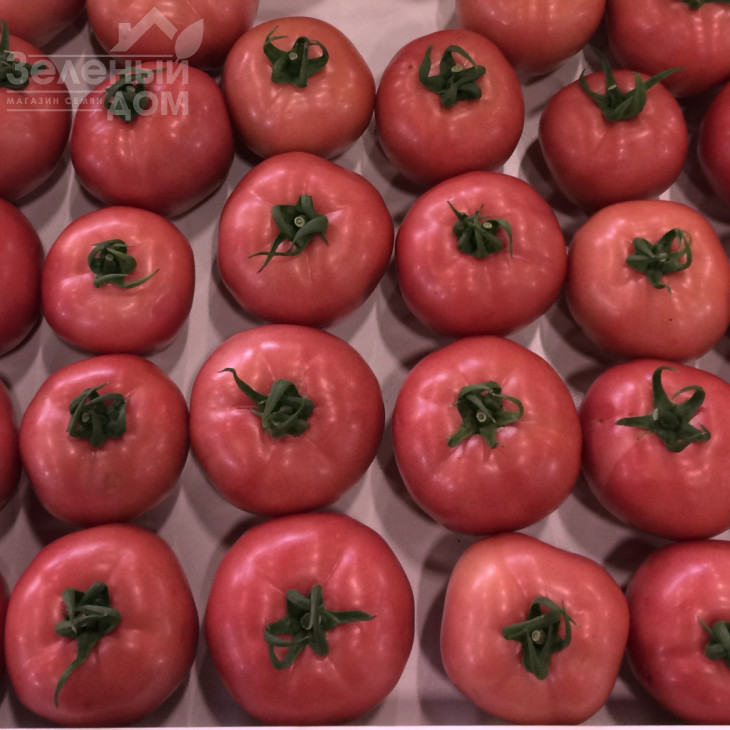 Дінеро 082 F1 / Dinero 082 F1 фото 3