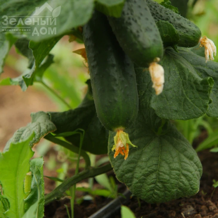 Джоккер F1 / Jokker F1,40-45 дней фото 2