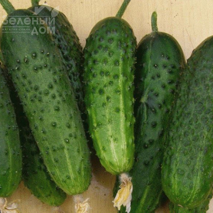 Монісія F1 / Monisia F1,42-45 днів фото 2