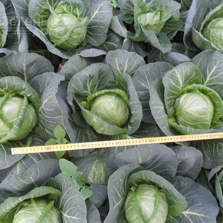 Легат F1 / Legat F1,48-50 дней фото 4