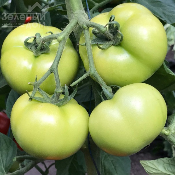 Оазіс F1 / Oazis F1,67-70 днів фото 8