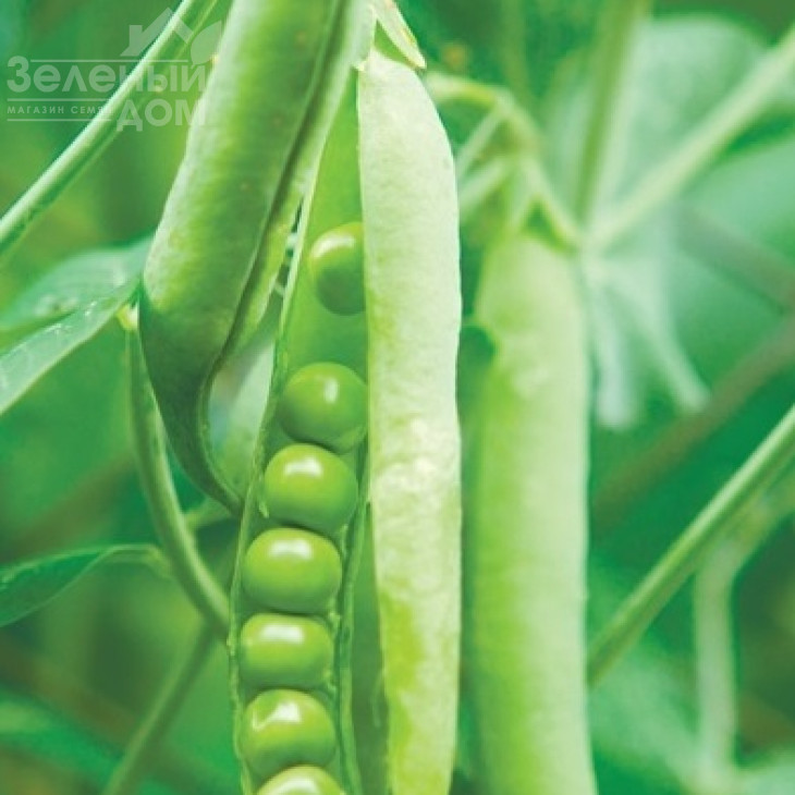 Муціо / Musio,65 днів фото 1