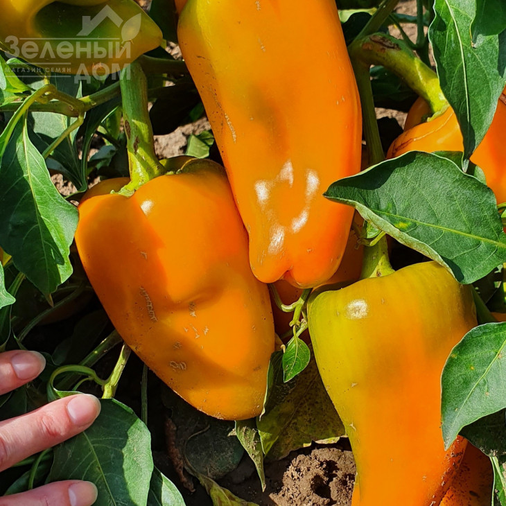 Дворана / Dvorana фото 1