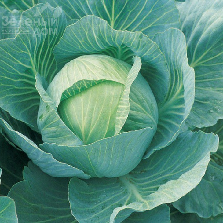 Вісконт F1 / Vyskont F1,130-135 днів фото 2