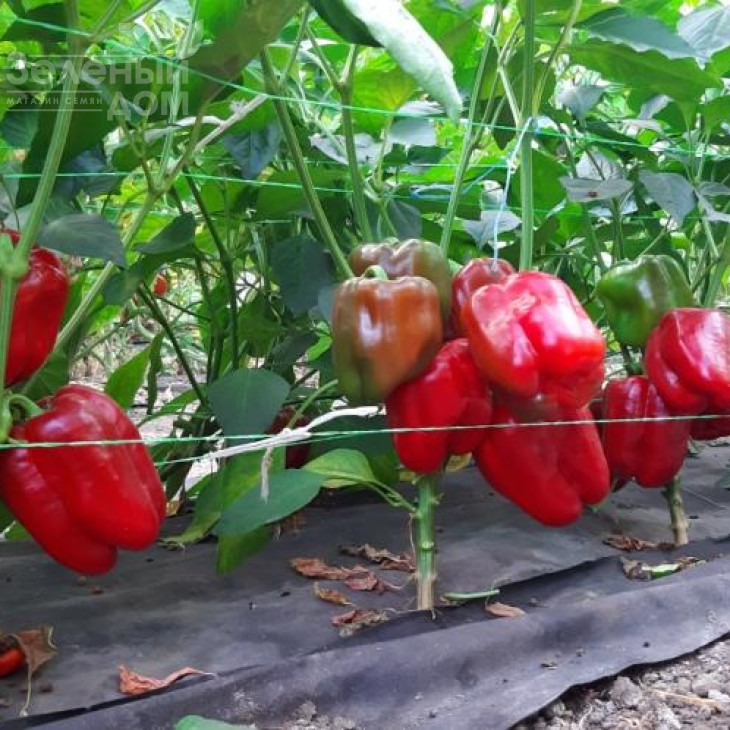 Менчул F1 / Menchul F1, 65-72 дні фото 3