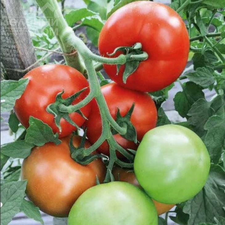 Торино F1 / Torino F1,90-100 дней фото 1