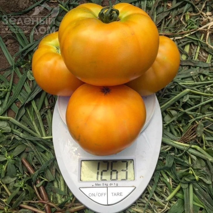 Свит Сан F1 / Sweet Sun F1,100 дней фото 1