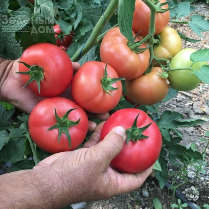 Бэлтон F1 / Belton F1, 65-67 дней фото 2