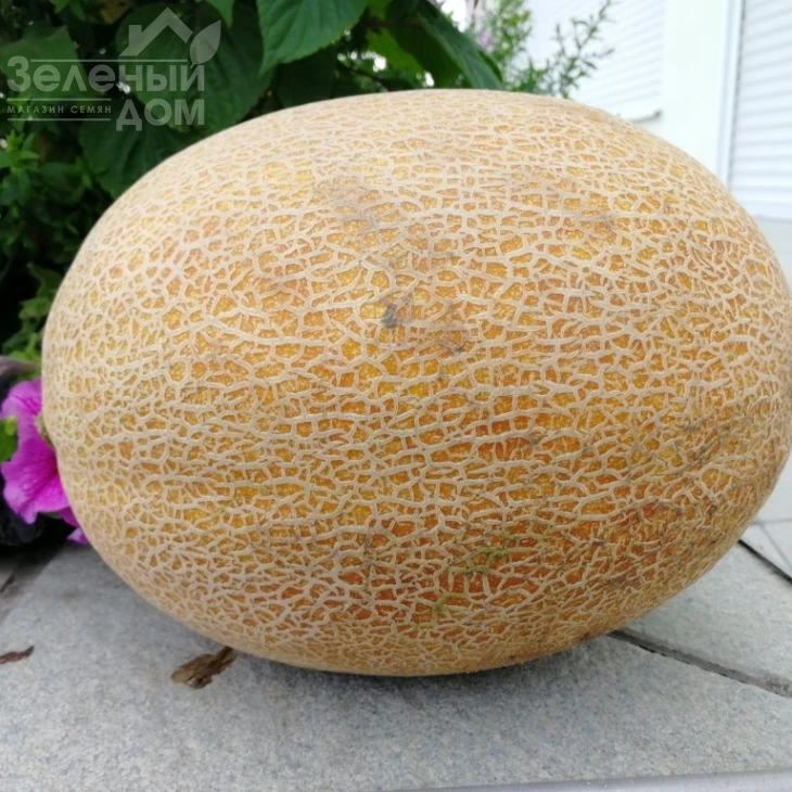 Каролина (ТС 18-0450) F1 / Karolina (TS 18-0450) F1 фото 1