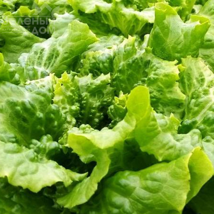 Золтан / Zoltan фото 1