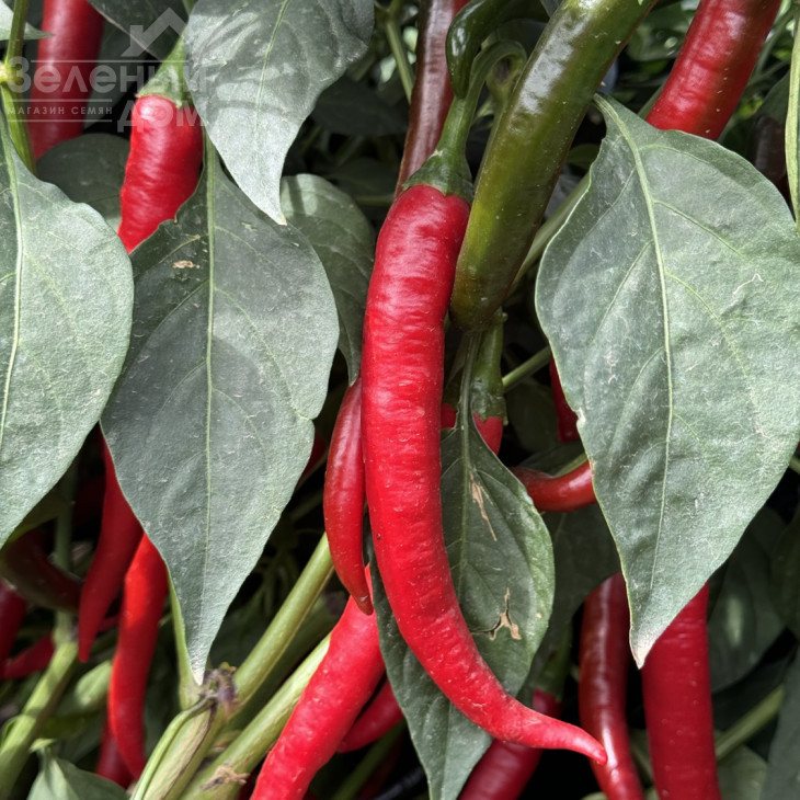 Фуего F1 / Fuego F1, 50-55 днів фото 3