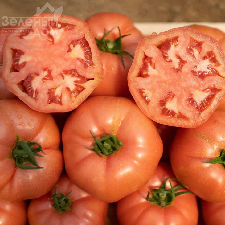 Гюсто F1 / Gusto F1 фото 6