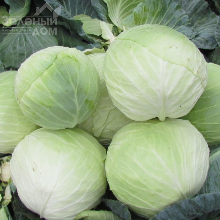 Аркадія F1 / Arkadia F1,85-90 днів фото 2