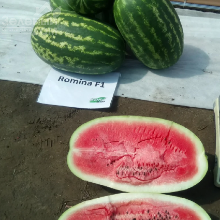 Роміна F1 / Romina F1 фото 2