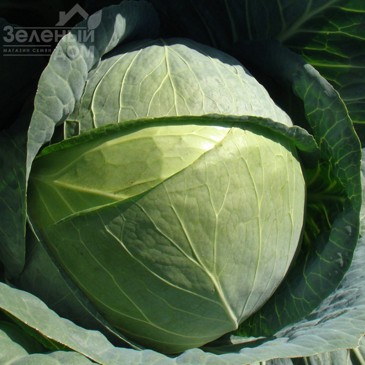 Капорал F1 / Kaporal F1,85-100 днів фото 1