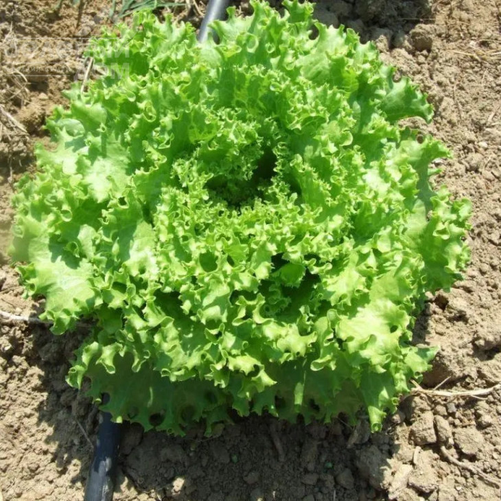 Аннісол / Annisol фото 2