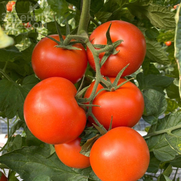 Буллз F1 / Bullz F1 фото 6