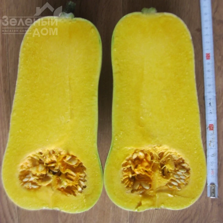 Сибель F1 / Sibel F1,100-110 дней фото 2