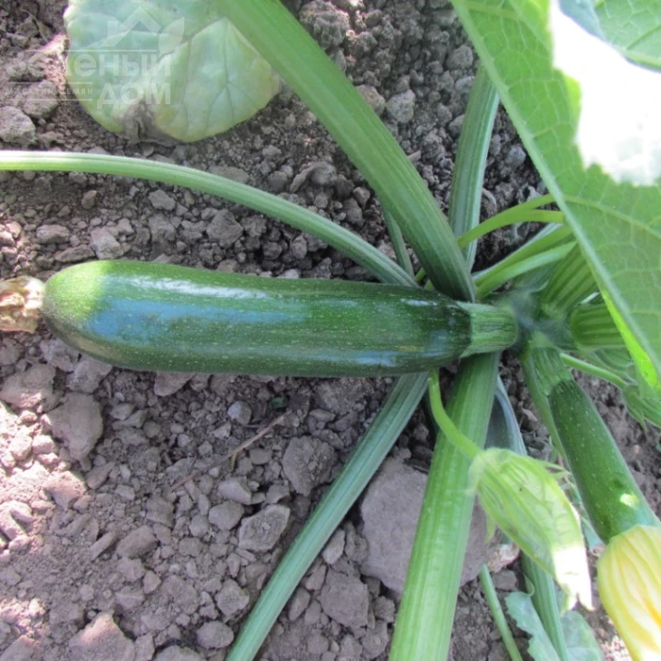 ЛС 1890 F1 / LS 1890 F1 фото 4