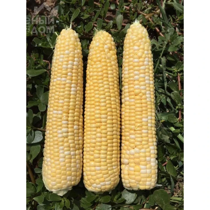 Камберленд F1 / Cumberland F1,76-77 дней фото 2