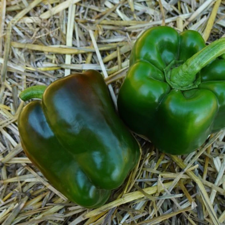 Вангард F1 / Vangard F1,85 дней фото 7