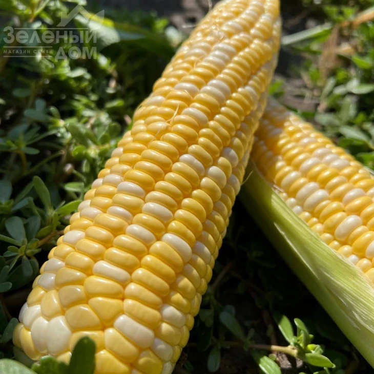 Сприц F1 / Spritz F1, 73-74 дня фото 6