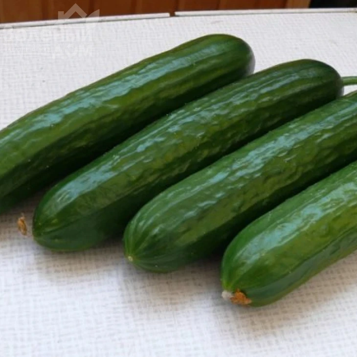 Базис F1 / Bazis F1,45 дней фото 2