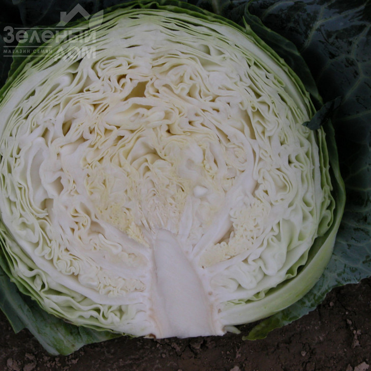 Мідор F1 / Midor F1,90-105 днів фото 2