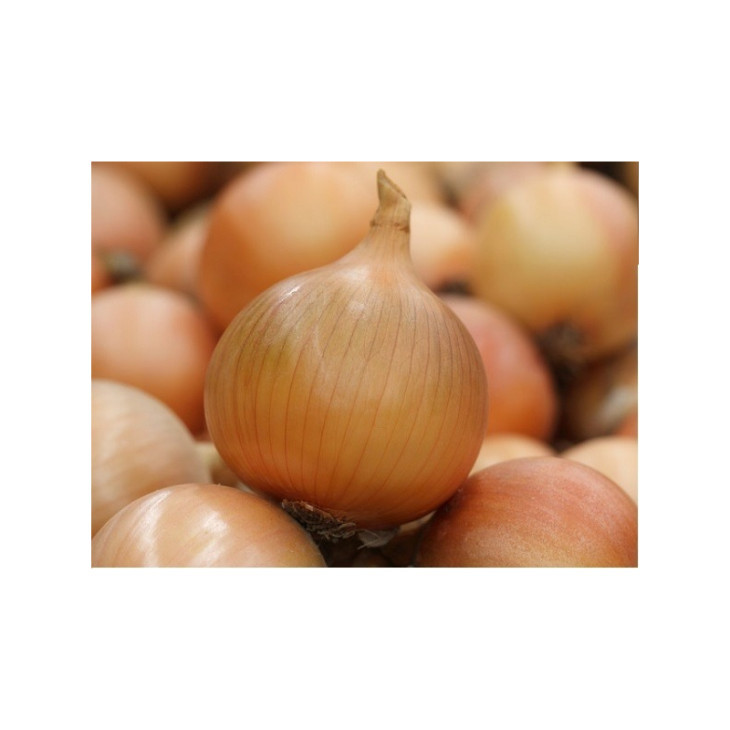 Дрітан F1 / Dritan F1,110 днів фото 2