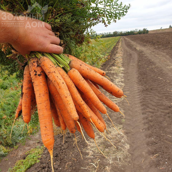 Санторін F1 / Santorin F1,120 днів фото 2