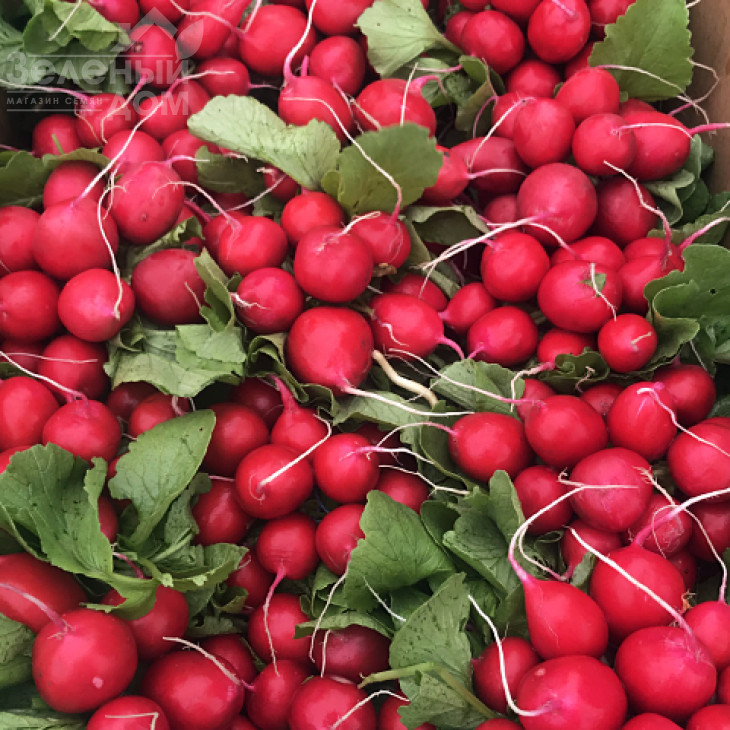 Саріта F1 / Sarita F1 фото 2