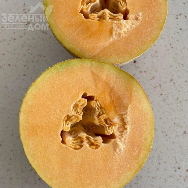 Алиша (INX 1077) F1 / Alisha (INX 1077) F1,70 дней фото 2