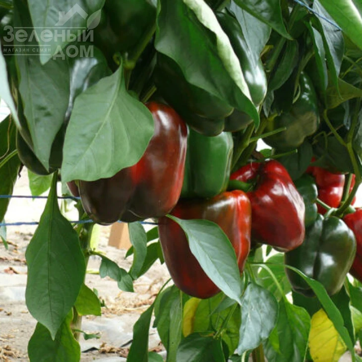 Стрит F1 / Street F1 фото 2